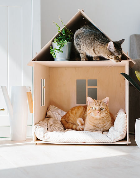 Cats at Home