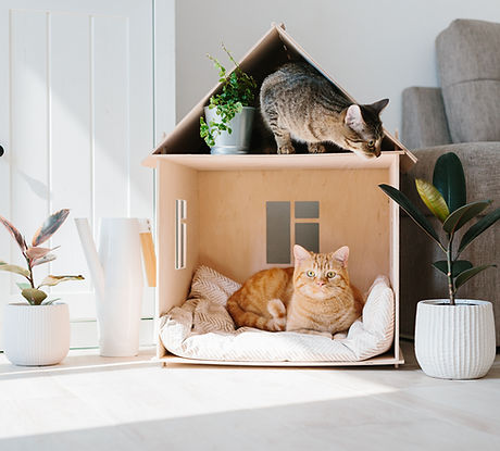 Cats at Home