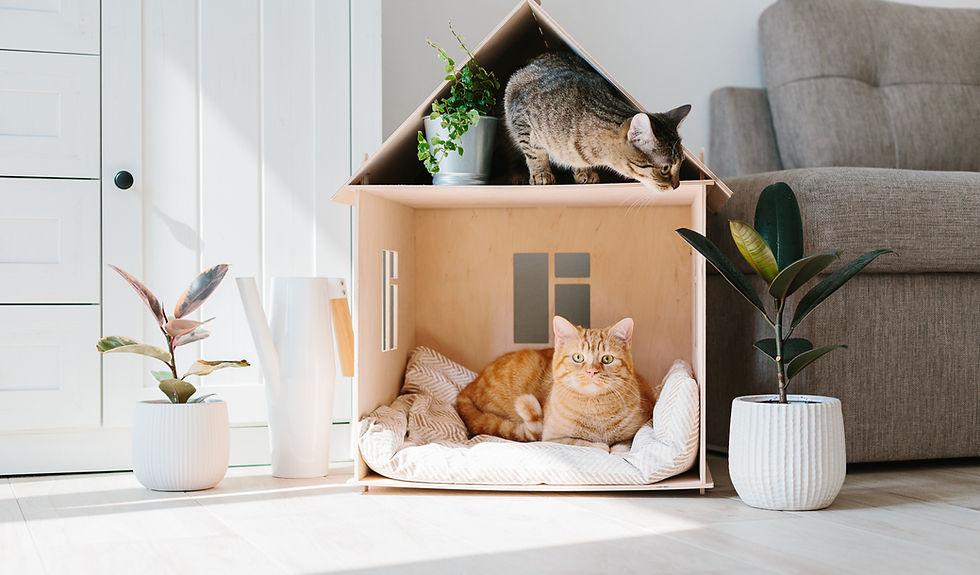 Cats at Home