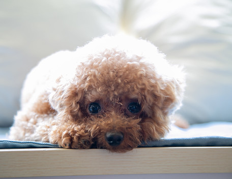 Cute Poodle