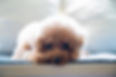 Caniche mignon