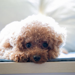 Pet Sitting 101: How to Start Your Own Pet Sitting Business