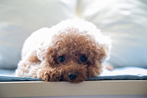 Cute Poodle