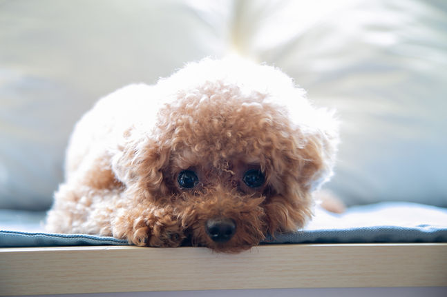 Cute Poodle
