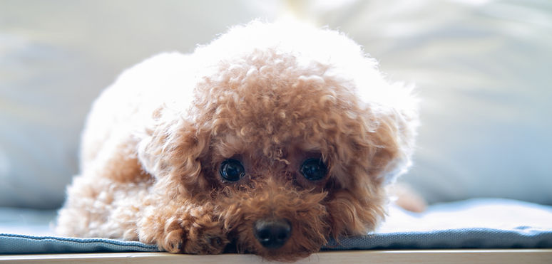 Cute Poodle