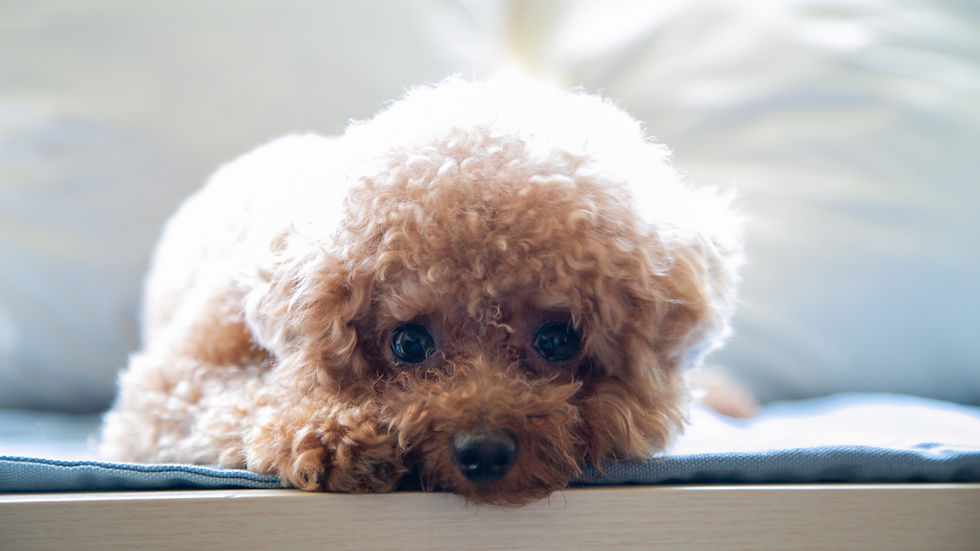 Poodle puppy looking sad but sweet