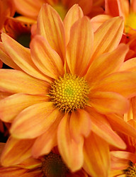 Orange Chrysanthemums