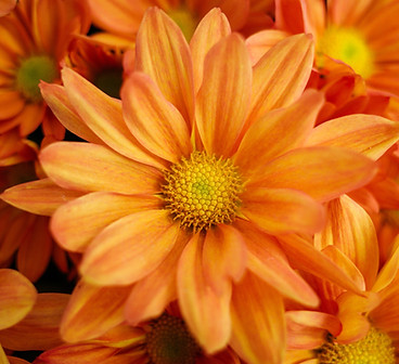 Orange Daisies Close-Up