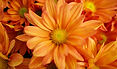 Orange Daisies Close-Up
