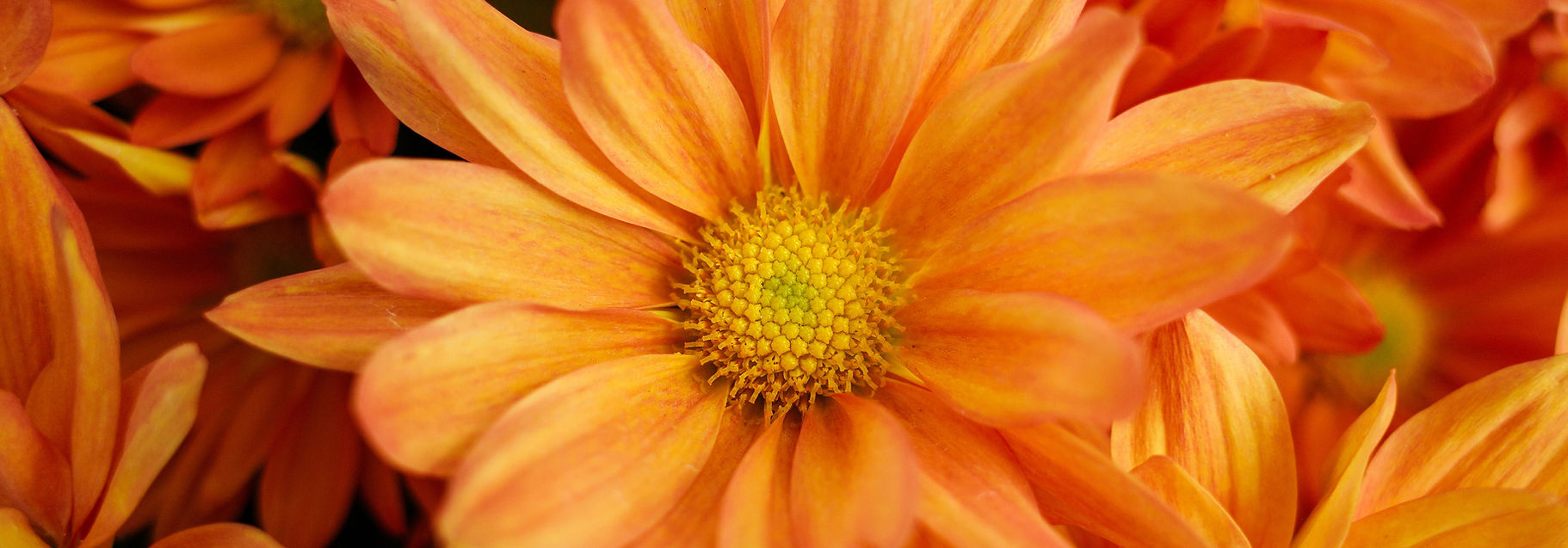 Orange Daisies Close-Up