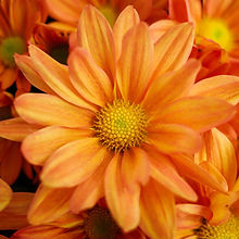 Orange Chrysanthemums