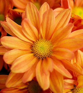 Orange Chrysanthemums