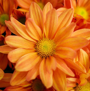 オレンジ色のデイジーのクローズアップ