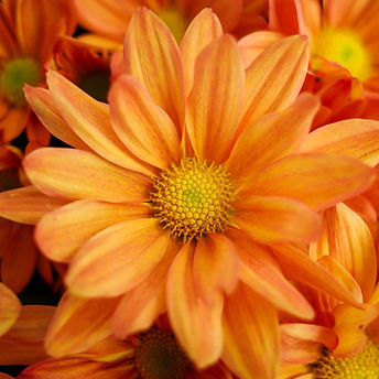 Orange Daisies Close-Up