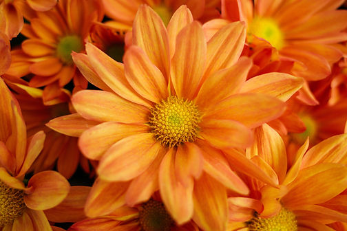 Orange Chrysanthemums