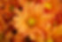 Orange Chrysanthemums