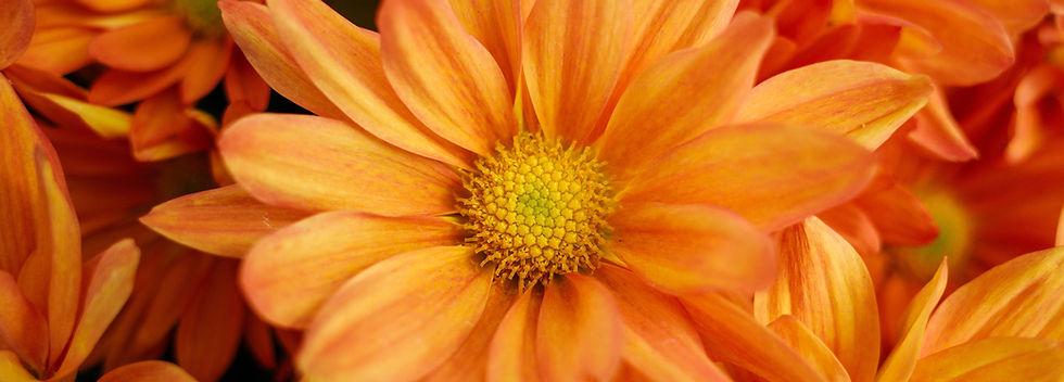 Orange Chrysanthemums