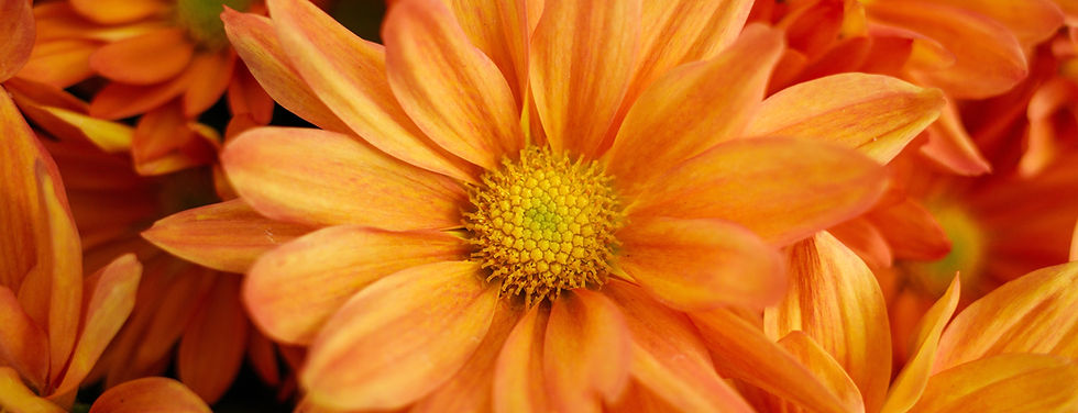 Orange flower with bursting color of orange and red for fall season