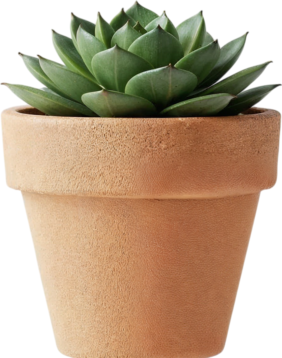 Potted Succulent Plant
