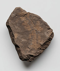 Fossilized Plant on Rock