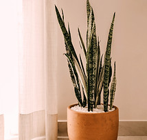 Indoor Snake Plants