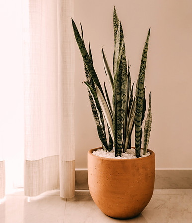 Indoor Snake Plants
