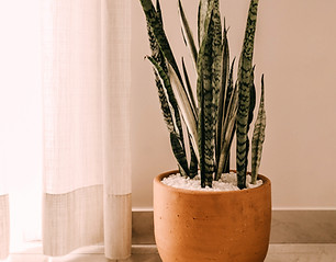Indoor Potted Plant