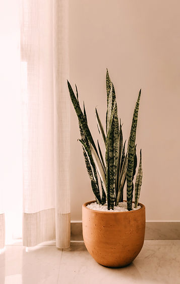 Indoor Snake Plants