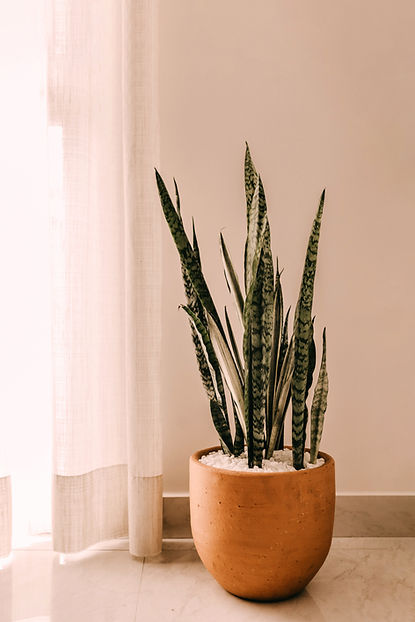 Plantes de serpent d'intérieur