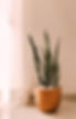屋内植物