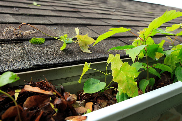 Close-up of a house gutter clogged with bright green leaves and small plants