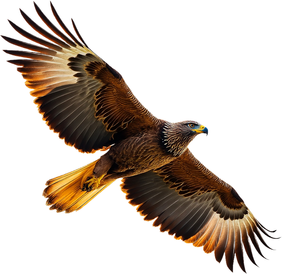 Soaring Golden Eagle