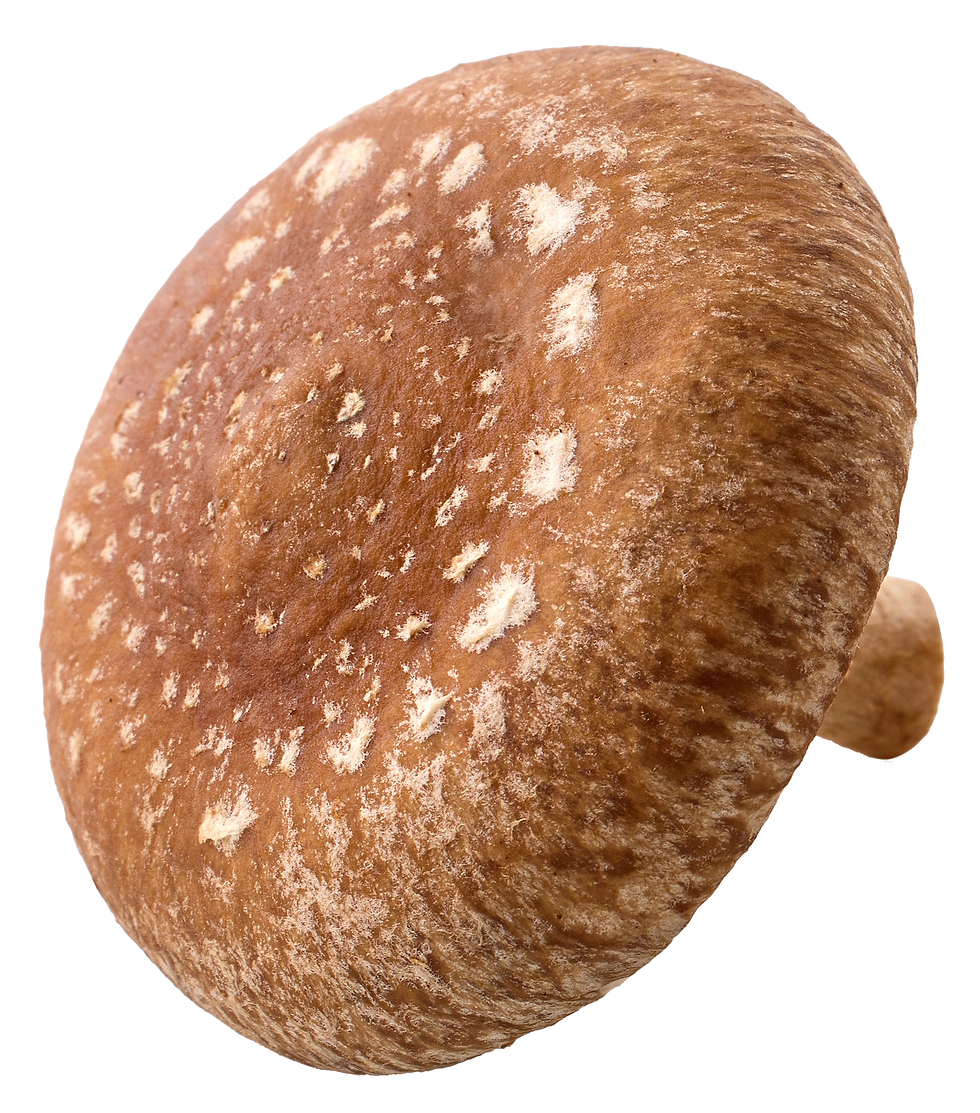 Brown Mushroom Cap