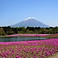 富士山麓の花畑