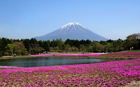 Flower Field