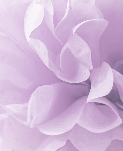 Flor Purpura