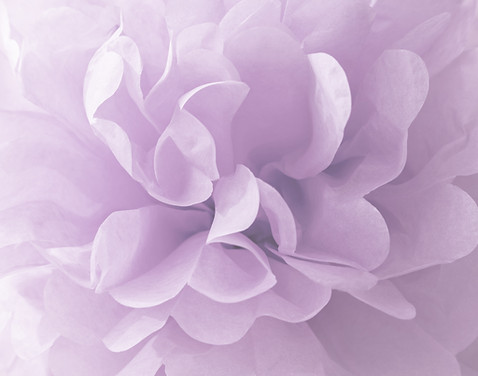 Flor Purpura