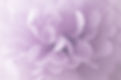 Purple Flower