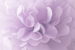 Fleur mauve