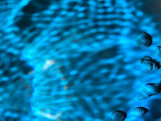 Seashell Abstract Background
