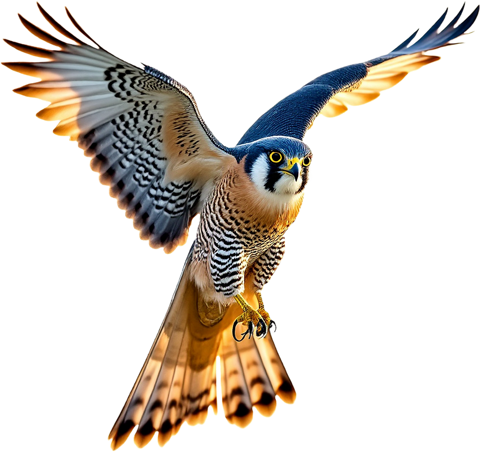 Falcon In Flight