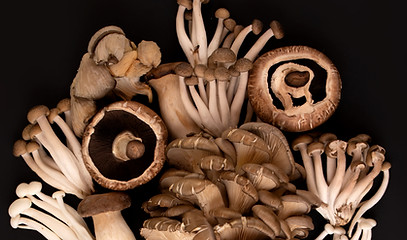 Wild Mushrooms