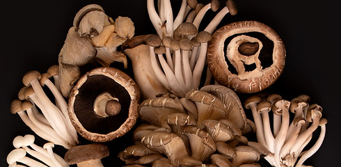 Wild Mushrooms