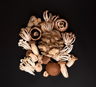 Wild Mushrooms