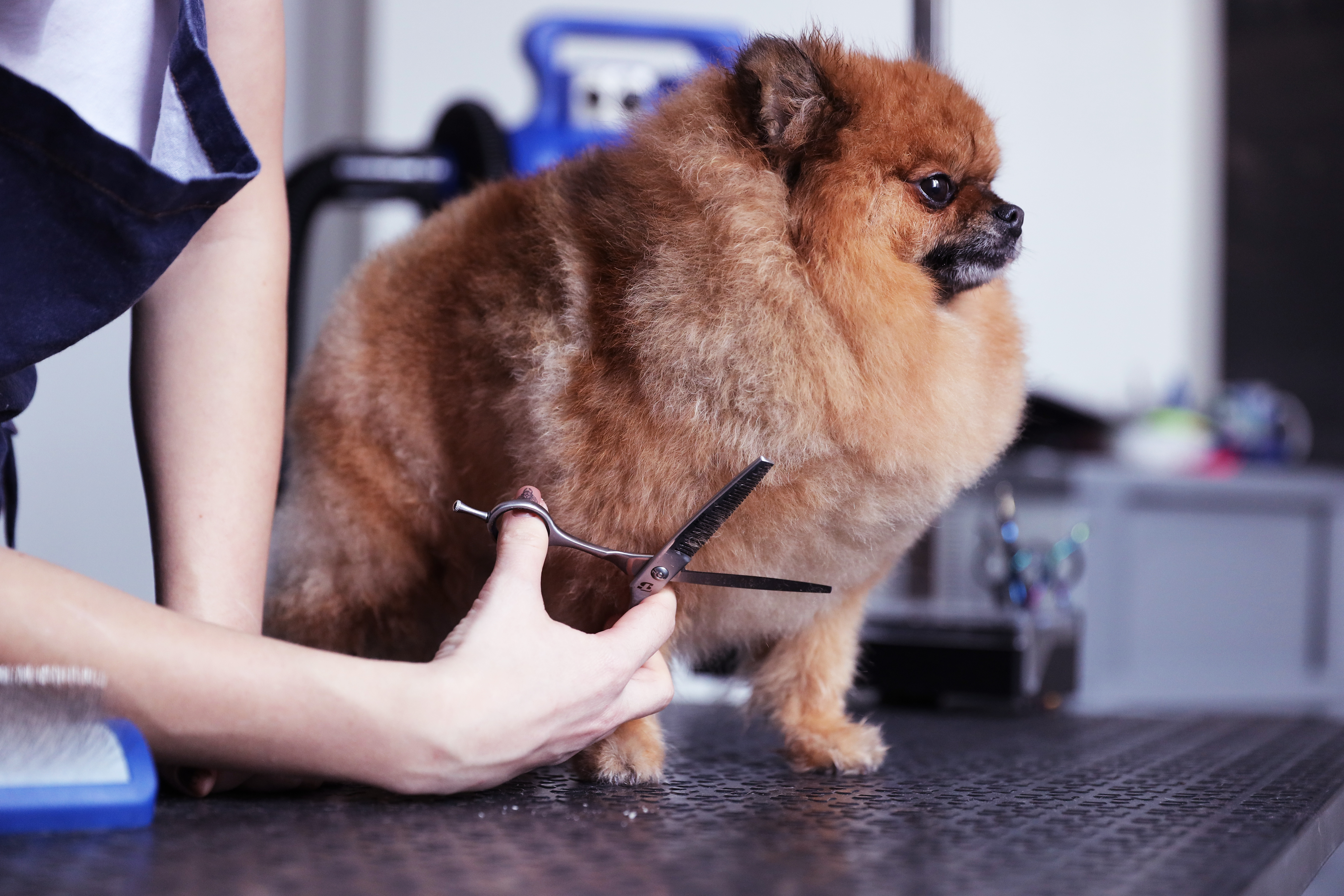 Dog grooming