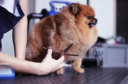 Full Grooming