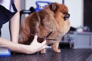 Animals Stress And Pranic Healing