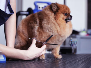 犬祭り🐕2026