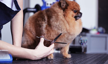 Dog Grooming Session