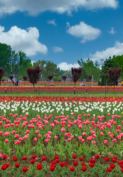Tulip Flowers
